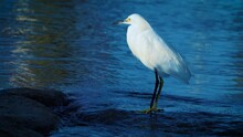 Snowy Egret Hunting By The Waters Edge