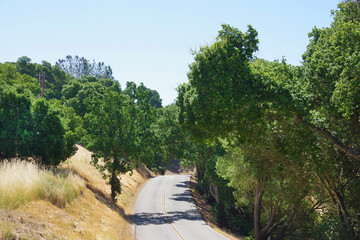 Wall Mural - Rural California Forest Landscape Road