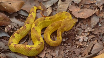 Wall Mural - A yellow flat-nosed pit viper snake craspedocephalus puniceus camouflage with dry leaves surrounding