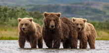 Brown Bear With Cubs In Katmai Alaska 