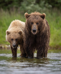 Wall Mural - Brown bear with cubs in Katmai Alaska 