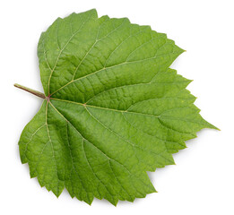 Green Grape leaves isolated on white background, Grape leaf on white background with clipping path.