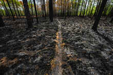 A Trail Leads Through A Burnt Area In The Green Swamp Preserve, North Carolina