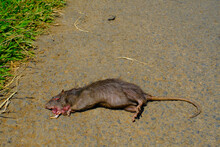 Animal Photography. Animals Die. Photo Of A Dead Rat In The Middle Of The Road. Rats Died From Head Injuries. Bandung - Indonesia.