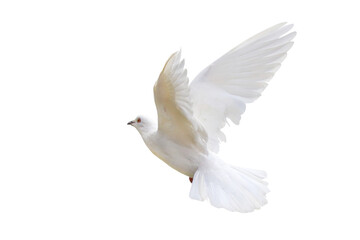 Wall Mural - Beautiful of White dove flying isolated on transparent background png file