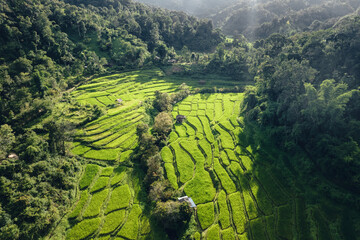 Poster - Rice terraces in rural forest with evening light,paddy field