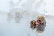 © amanaimages - Japanese macaque taking a hot spring bath with parent and child, Japan,Nagano Prefecture,Yamanouchi, Nagano,Jigokudani
