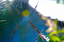 Macro Photography Yellow Garden Spider. Animal Closeup. Macro Photo Yellow Garden Spider (Argiope Appensa) Perched On A Web And Caught In Sunlight. Photographed Using A Macro Lens. Bandung - Indonesia