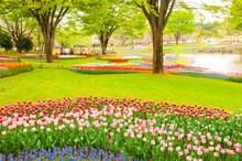 National Showa Memorial Park In Spring, Japan,Tokyo,Tachikawa