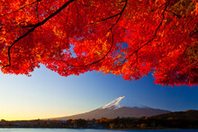 Fuji At Sunrise And Autumn Leaves, Yamanashi Prefecture,Minamitsuru District, Yamanashi,Fujikawaguchiko, Yamanashi,Japan