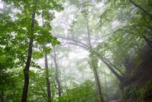 Forest In Nishizawa Valley, Japan,Yamanashi Prefecture,Yamanashi, Yamanashi
