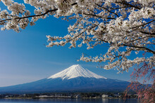 Mount Fuji With Cherry Blossom, Japan,Yamanashi Prefecture,Fujikawaguchiko, Yamanashi
