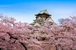 © amanaimages - Osaka Castle and cherry blossoms, Japan,Osaka Prefecture,Osaka,Chuo-ku