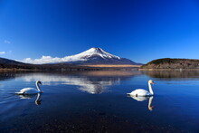 Swans And Upside Down Fuji At Lake Yamanakako, Japan,Yamanashi Prefecture,Minamitsuru District, Yamanashi,Yamanakako, Yamanashi