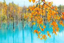 Blue Pond And Autumn Leaves, Japan,Hokkaido,Kamikawa-gun,Biei, Hokkaido