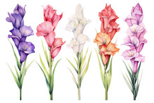 Watercolor Image Of A Set Of Gladiolus Flowers On A White Background