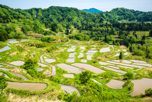 Rice Terraces Of Hoshitoge, Japan,Niigata Prefecture,Tokamachi, Niigata,Mountain Pass