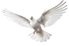 White Dove Flying