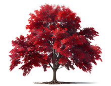 Red Maple Tree On Transparent Background