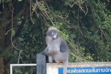 Spectacled Lemur Sitting And Looking At Something