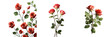 Valentine s Day arrangement of small red roses with green stems and leaves against a transparent background