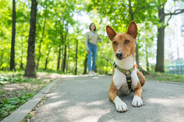 A young woman walks with an African basenji dog on a leash in the park.