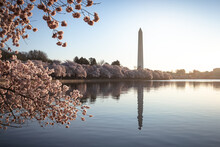 Cherry Blossoms At Peak Bloom On The Tidal Basin In Washington, D.C.