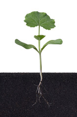 Wall Mural - Growing plant with roots visible, isolated on white background,young pumpkin plant