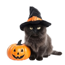 Fat Scottish Black Cat In Witch Hat With Halloween  Pumpkin Isolated On Transparent Background.