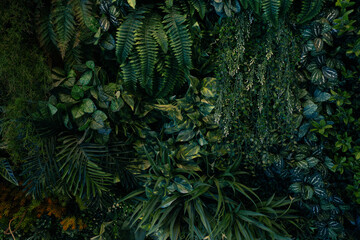 Wall Mural - Nature green leaves background, tropical leaf banner or floral jungle pattern concept.