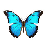 Fototapeta Motyle - Beautiful butterfly isolated