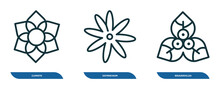 Set Of 3 Linear Icons From Nature Concept. Outline Icons Such As Clematis, Sisyrinchium, Bougainvillea Vector
