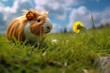 guinea pig nibbling on a dandelion in a grassy field