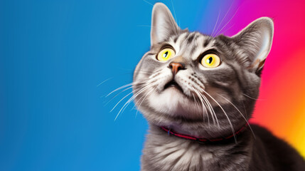 Poster - Cat isolated on colored background