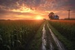tractor tracks leading into cornfield at dawn