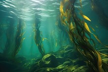 Close-up Of Kelp Fronds Swaying In The Current