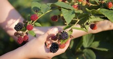 Ripe Blackberries Are Plucked From The Branch Of The Bush. Collect Wild Berries. Vitamins From Nature. Vegetarian Food.