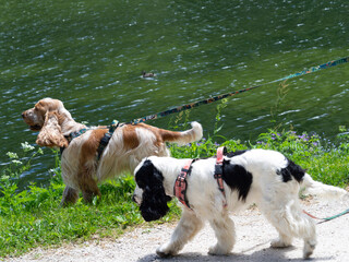 two dogs playing