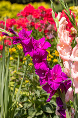 Sticker - Colorful gladioli blooming in the summer in the garden