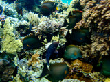 Fototapeta Zwierzęta - Flock of fish in the expanse of a coral reef in the Red Sea