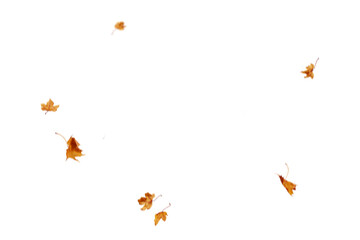 autumn leaf border. wave of falling leaves. leaf fall flying png. autumn leaves. leaves in the wind.