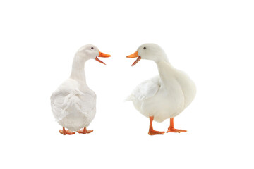 Canvas Print - two duck white isolated on white background