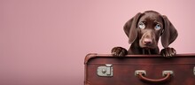 Hungarian Pointer Puppy Posing With Suitcase On Isolated Pastel Background Copy Space