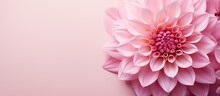 Gorgeous Pink Flower Isolated Pastel Background Copy Space