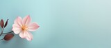 Fototapeta Kwiaty - Flower isolated on a isolated pastel background Copy space