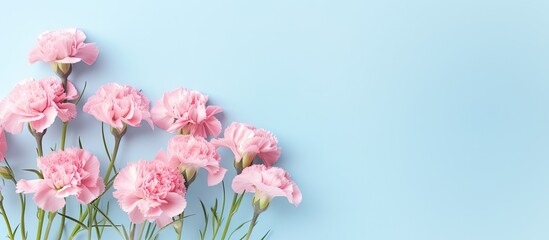Fototapete - Carnation flowers on a isolated pastel background Copy space