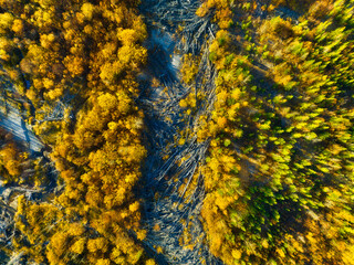 Wall Mural - drone view of a dead and young autumn forest. landscape from the air on an fall forest. landscape wi