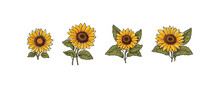 Sunflower Set. Vector Illustration Design