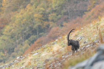 Wall Mural - Wrapped by autumn colors, the Alpine ibex male (Capra ibex)