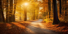 Bright Sun In Autumn Forest ,light Rays Fall Landscape Tree,Fantasy Background Magic Forestbeautiful Autumn Landscape